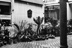 1959-zahradnicka-vystava-v-sini-MENV