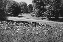 1959-Vysadby-tulipanu-a-pomnenek-pod-kolonadou